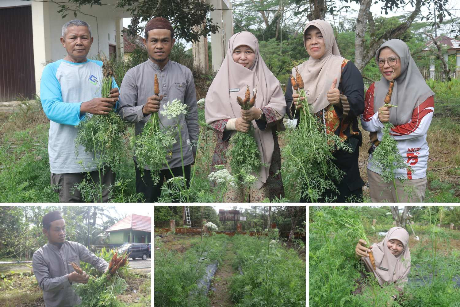 Panen Perdana Wortel di Sungaiselan, Bangka Tengah Mulai Bangun Masa Depan Hortikultura Baru