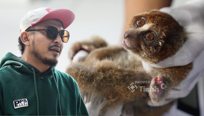 Api Mengusir Mereka dari Rumah: Lebih dari 20 Satwa Jadi Korban Karhutla Babel